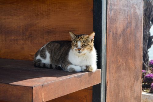 Free A serene adult cat resting on a wooden shelf in Antalya, Türkiye. Stock Photo