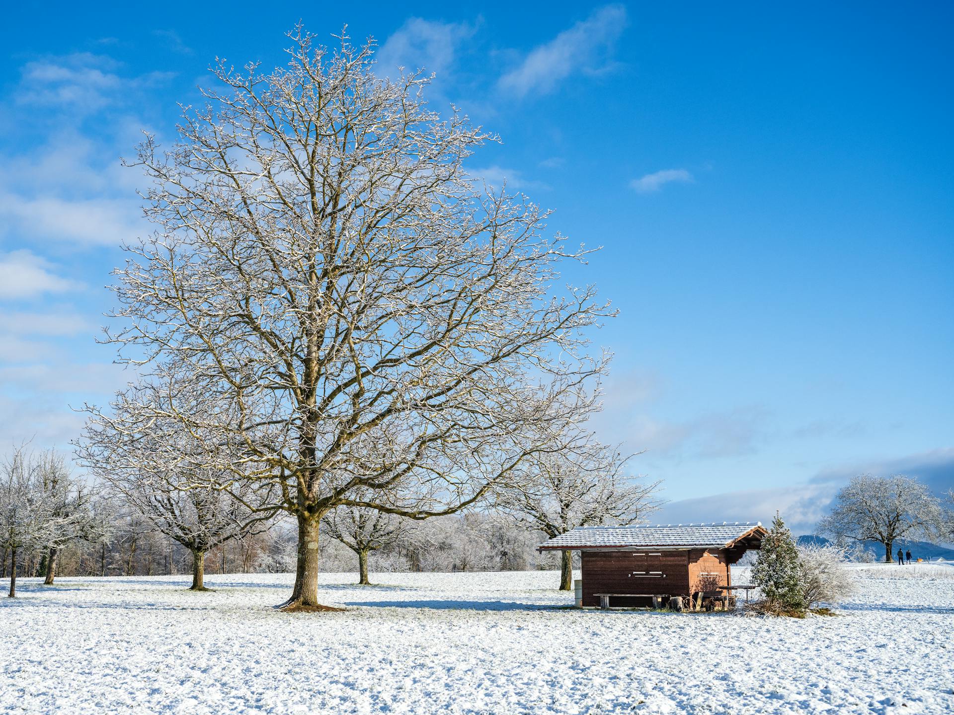 Tranquil winter scene with a frosted tree and a wooden cabin under a bright blue sky.