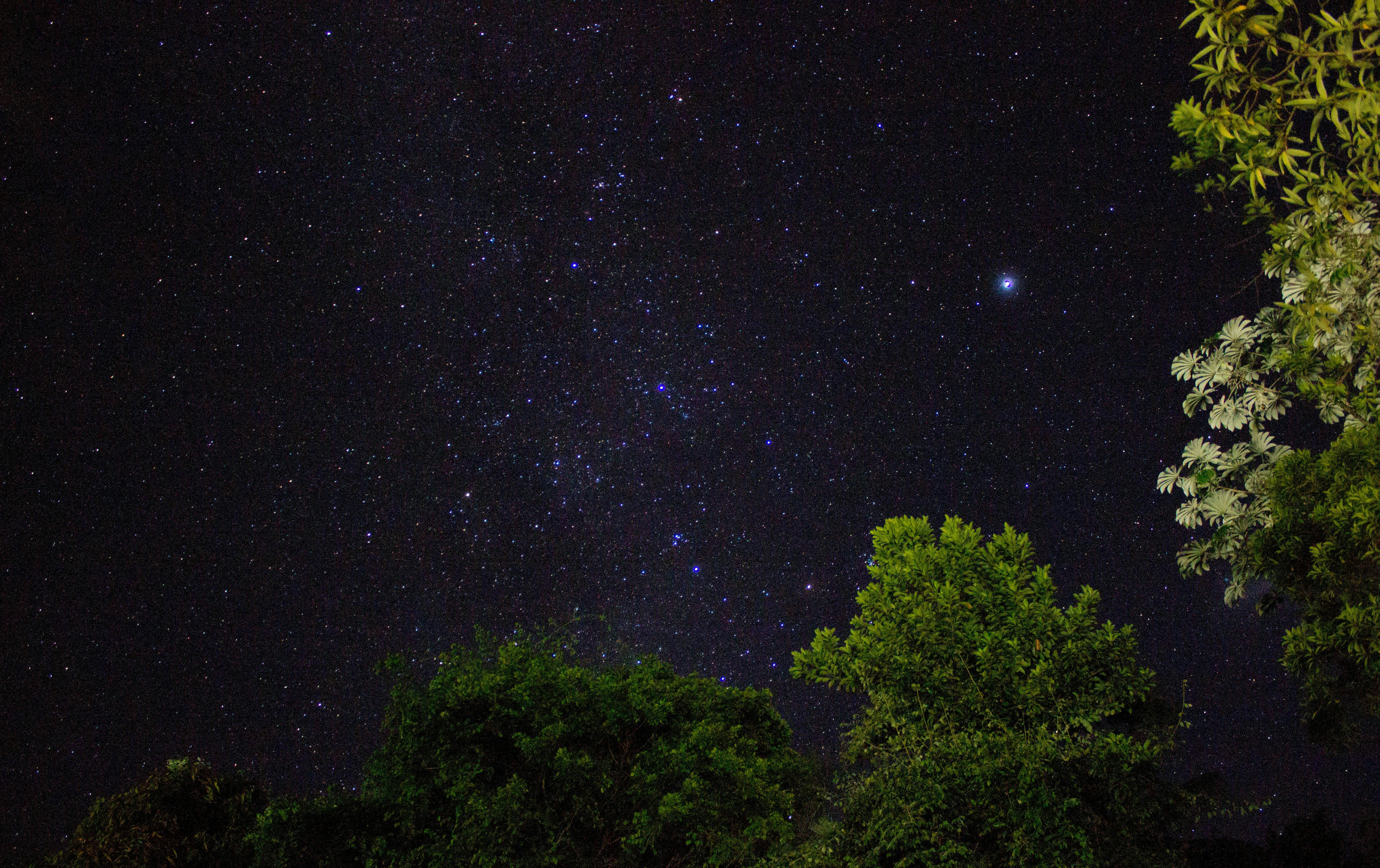 Beautiful starry night sky viewed over lush greenery in Ubatuba, Brazil.