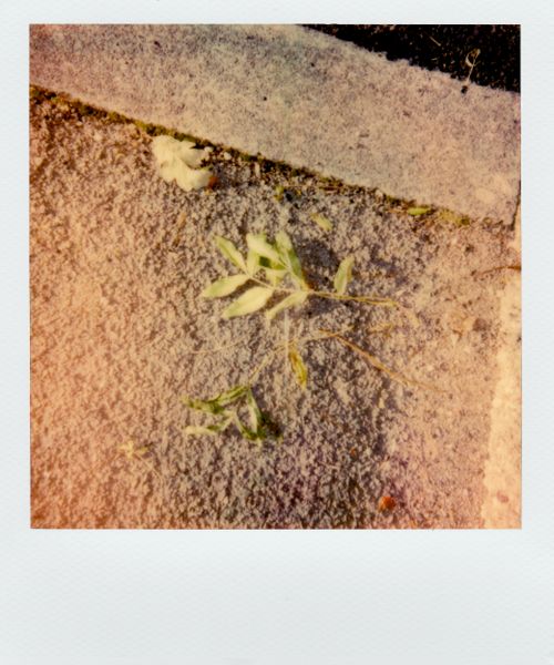 Free Instant film photo capturing leaves on textured concrete surface, exuding vintage charm. Stock Photo