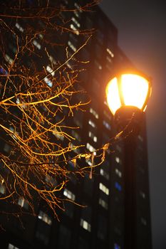 A glowing lamp post illuminates tree branches against a city building at night.