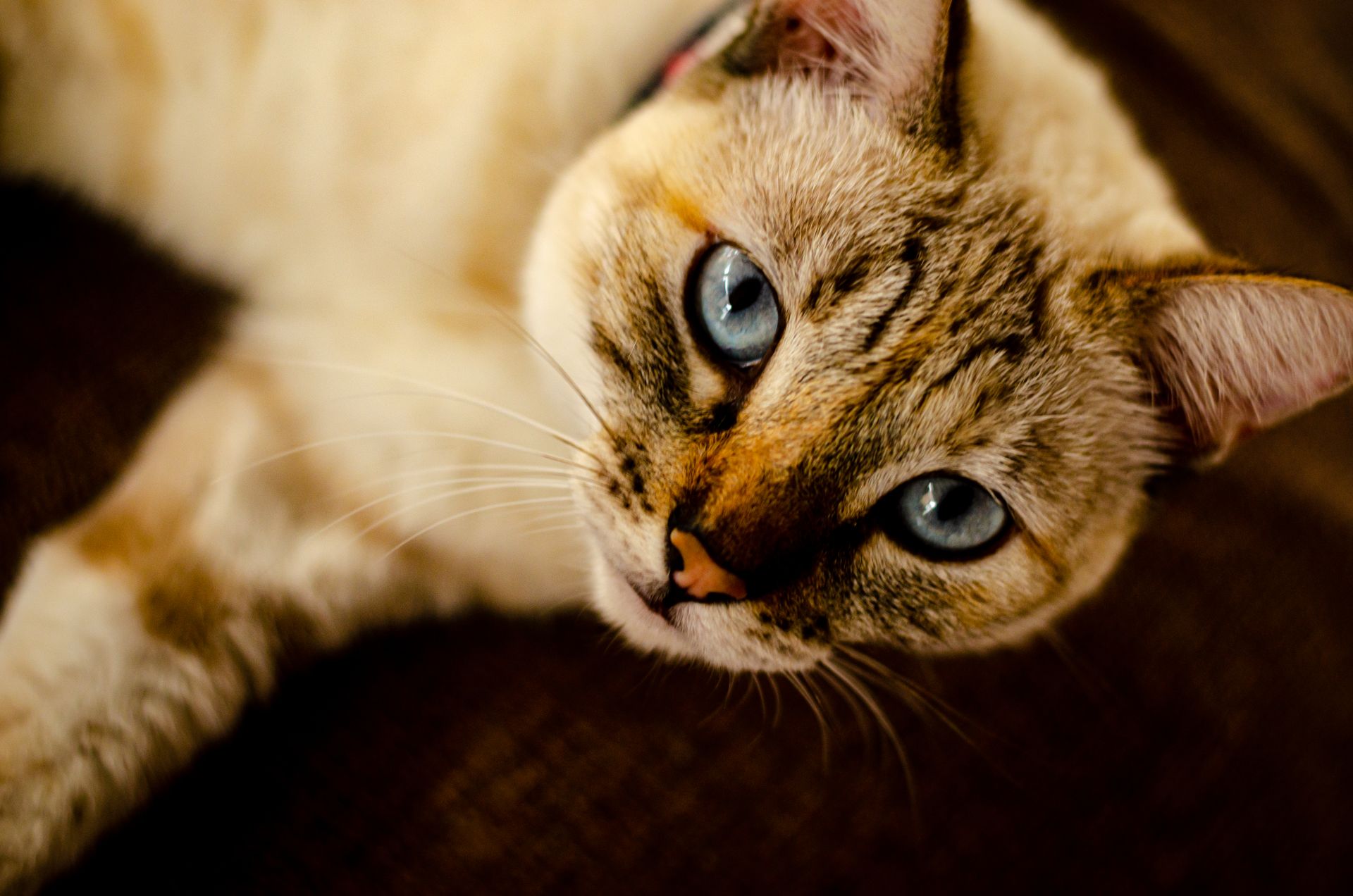 Adorable Siamese cat with striking blue eyes looking up intently.