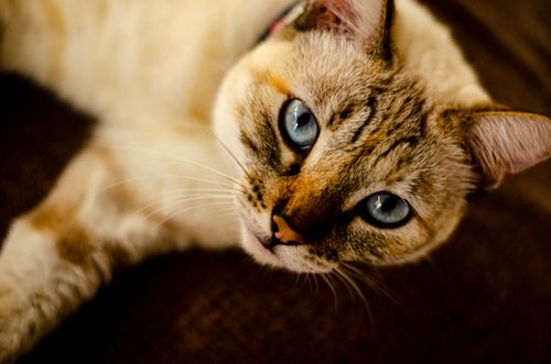 Free Adorable Siamese cat with striking blue eyes looking up intently. Stock Photo