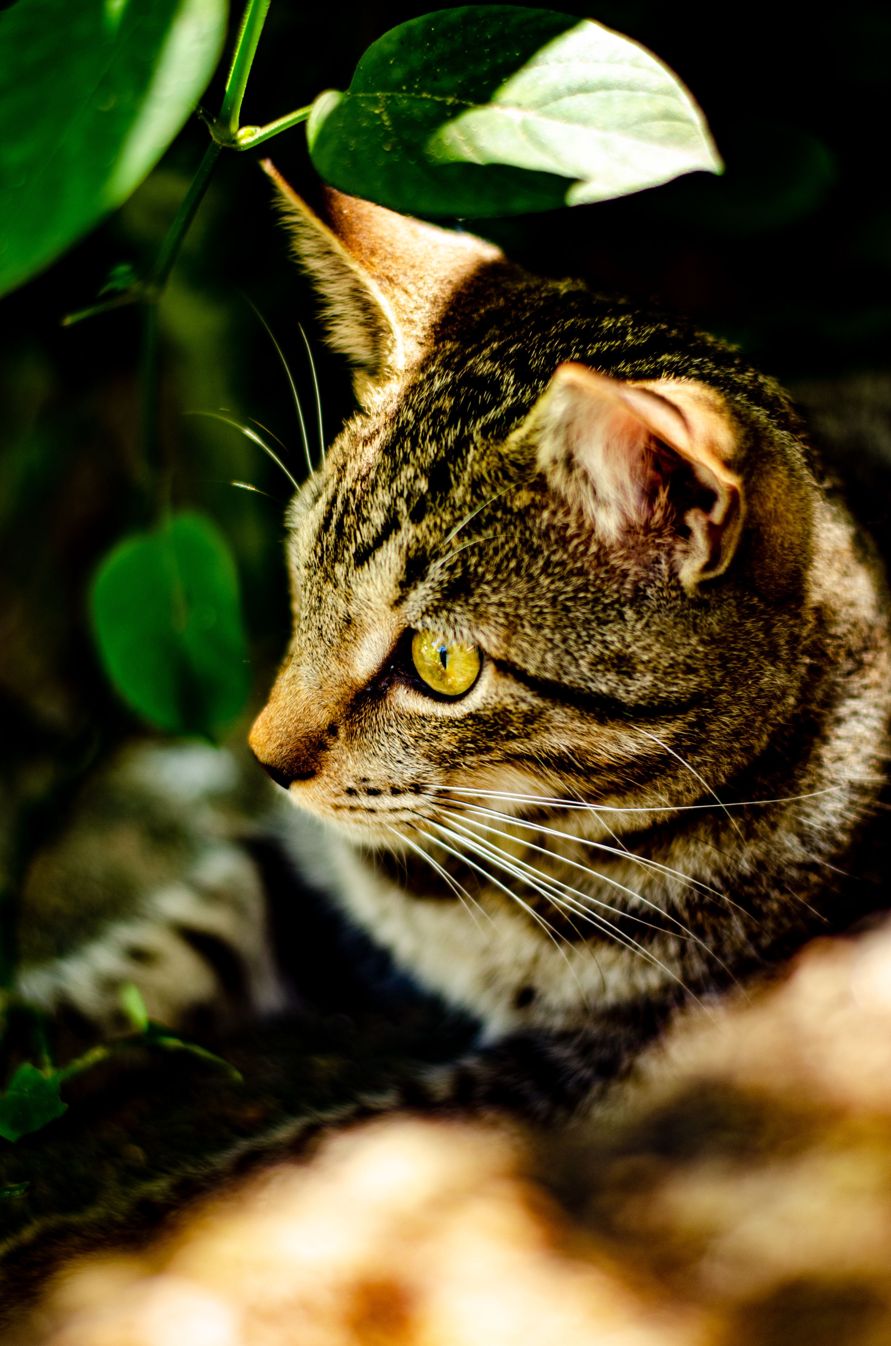 Portrait of a Tabby Cat in Sunlight · Free Stock Photo