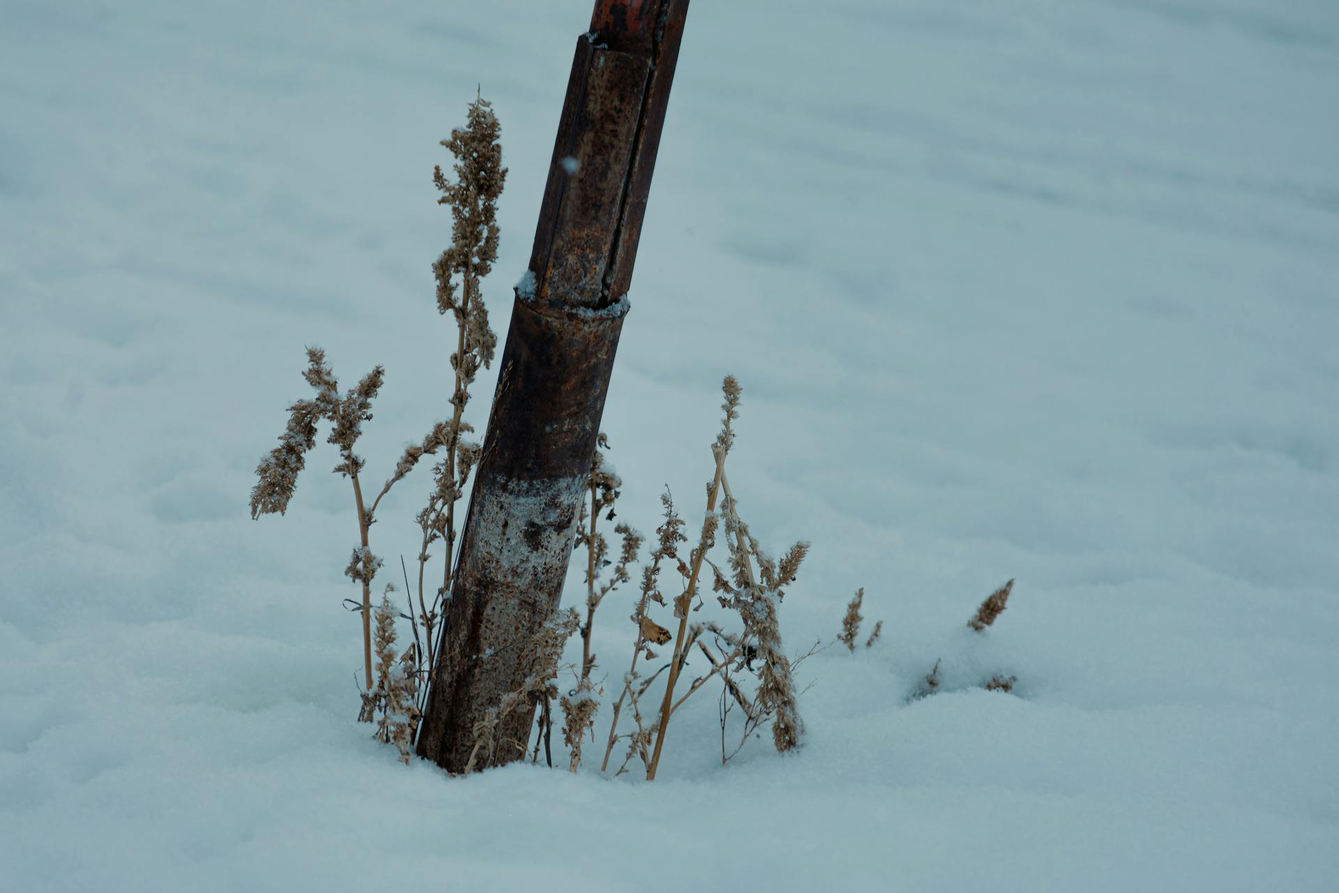 A rusty pipe surrounded by dried winter weeds in a snowy landscape, capturing a serene winter moment.