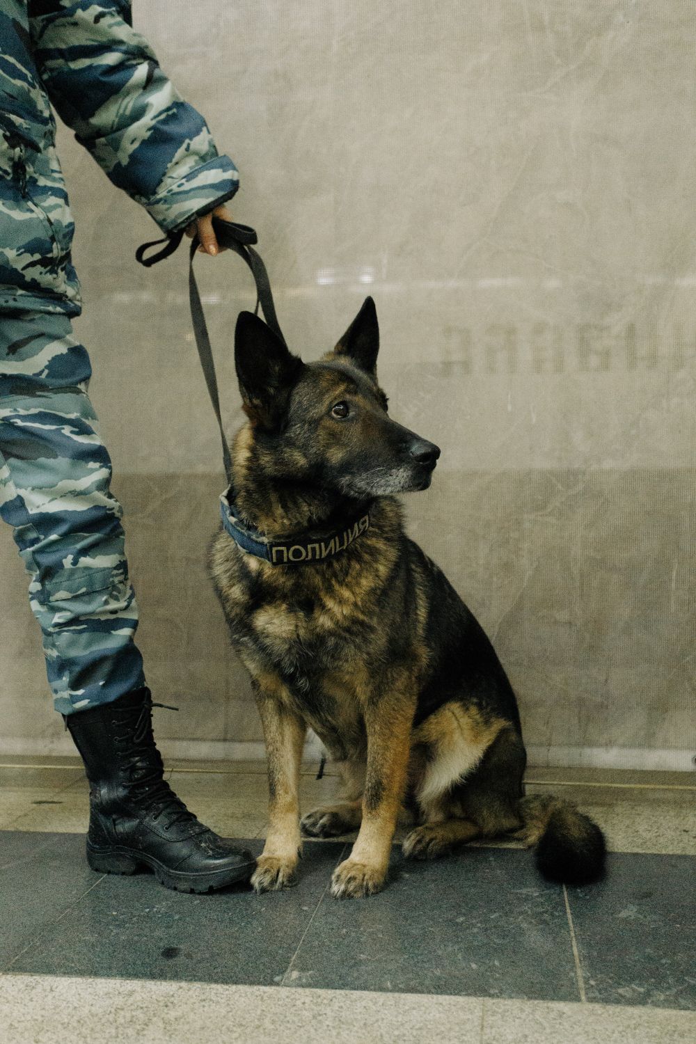 Police German Shepherd beside handler