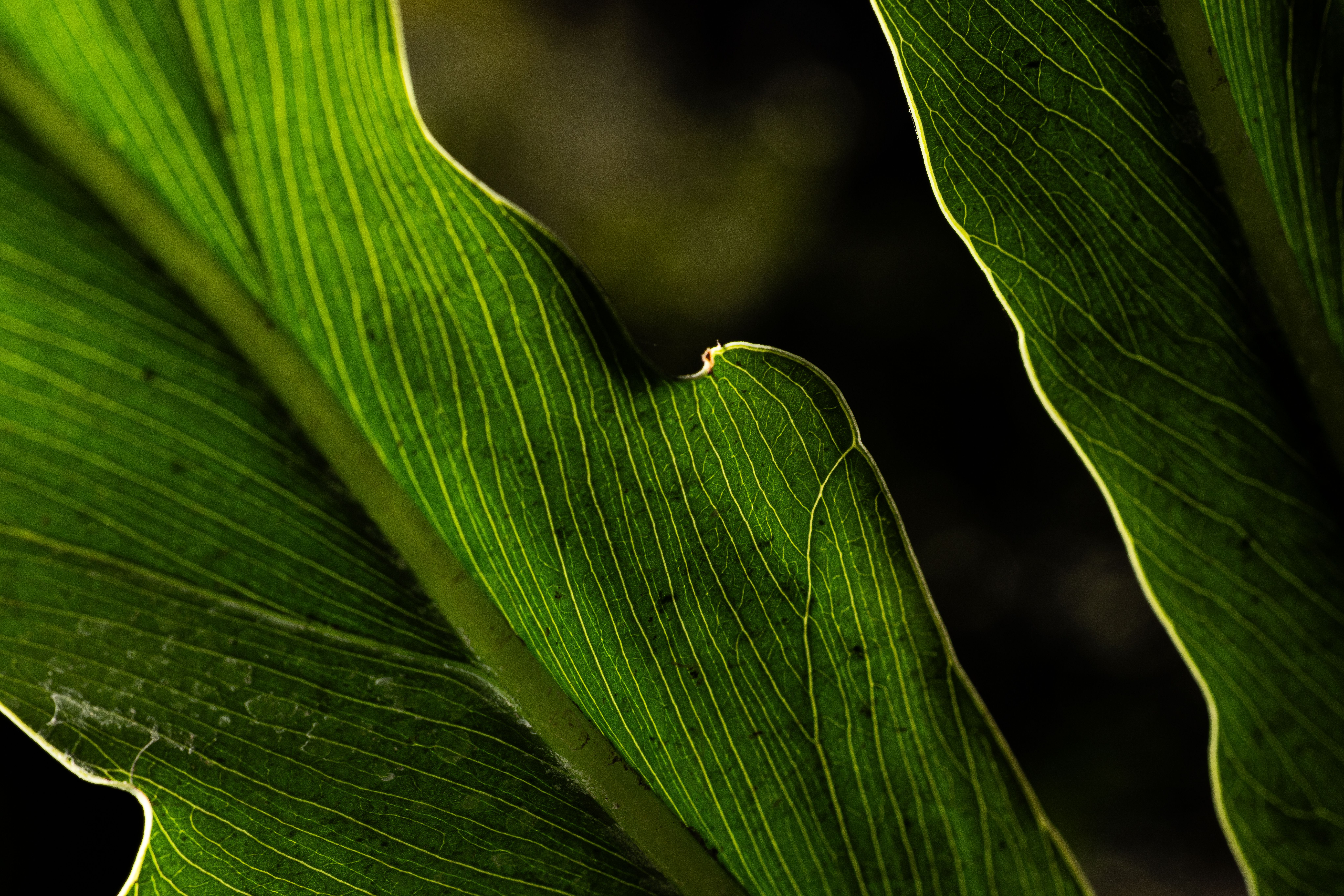 Close-Up of Green Leaf with Detailed Veins · Free Stock Photo