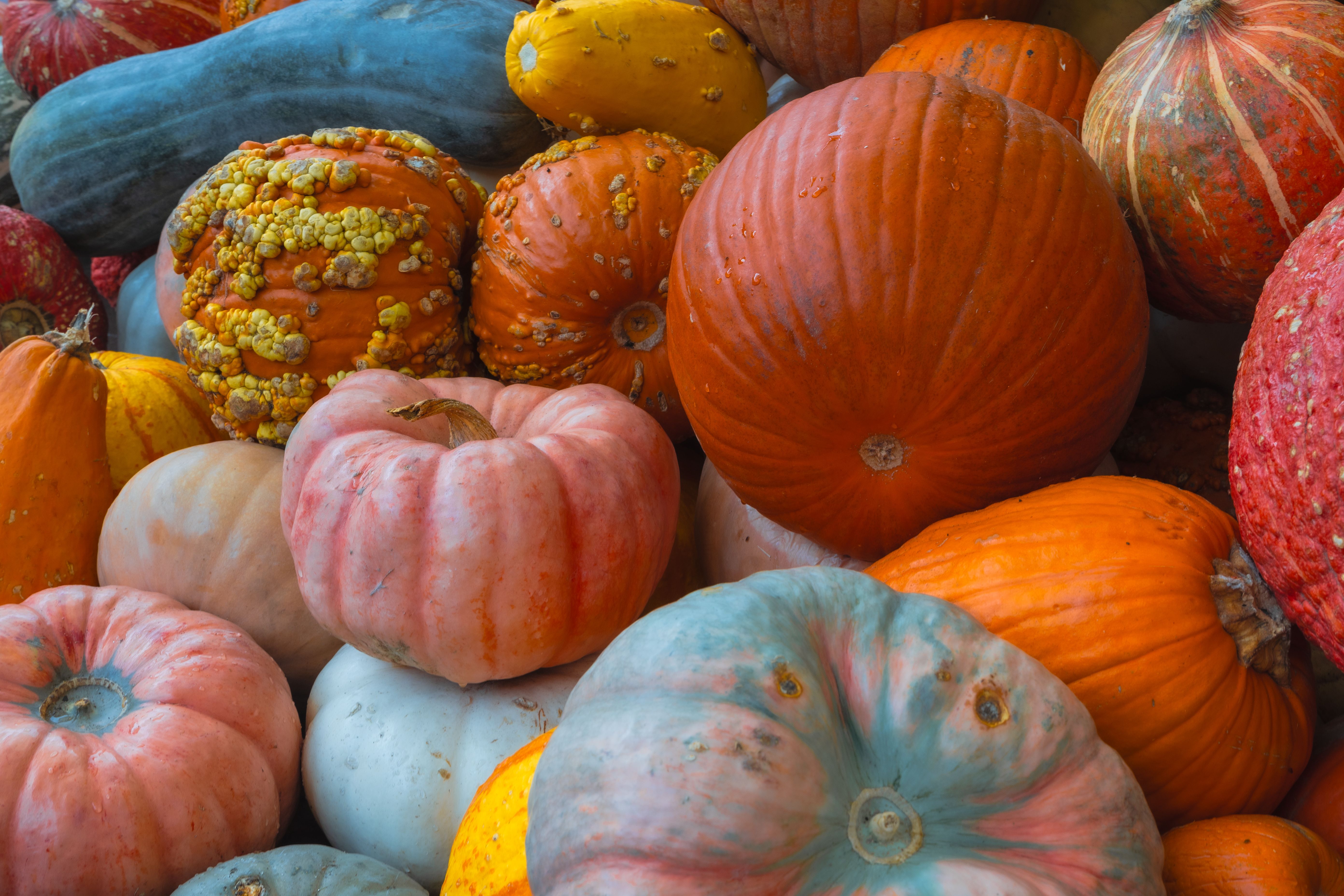 Colorful variety of pumpkins and gourds representing an autumn harvest in Dallas, Texas.