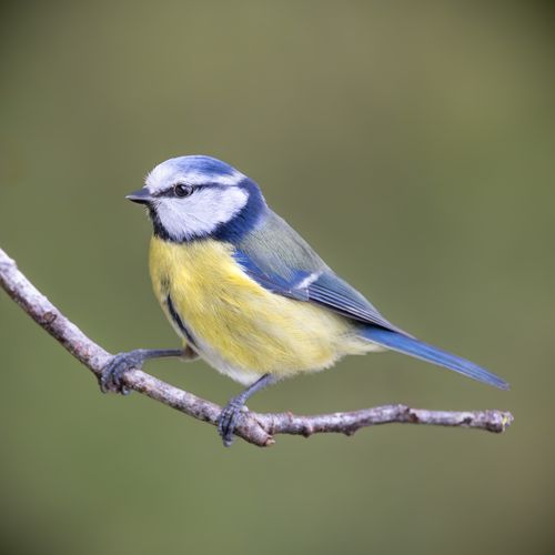Free Close-up of a vibrant blue tit bird perched serenely on a branch, showcasing natural beauty. Stock Photo