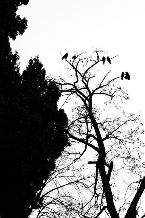 Free Silhouette of birds perched on bare branches with a white sky backdrop. Stock Photo