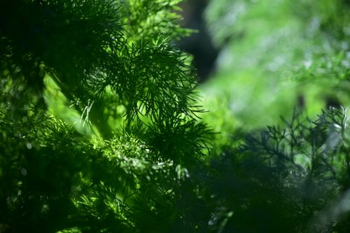 Free Close-up of dill in sunlight with vibrant green hues, highlighting natural textures. Stock Photo