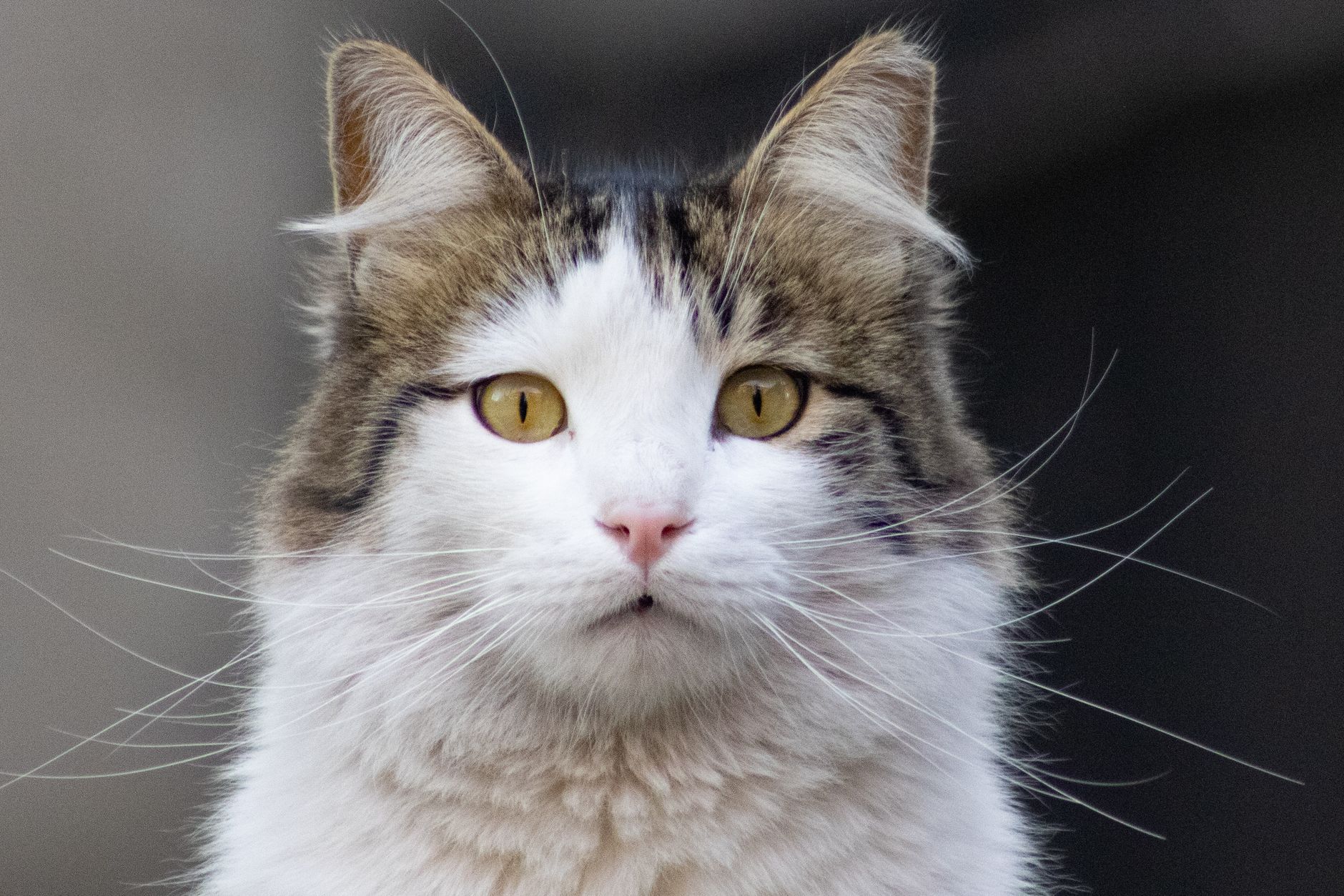 Veterinary care for a cat