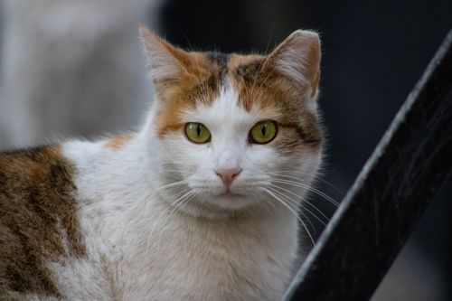 Free A calico cat with striking green eyes sitting outdoors. Stock Photo