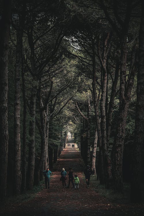 People Walking on Dirt Road Between Trees