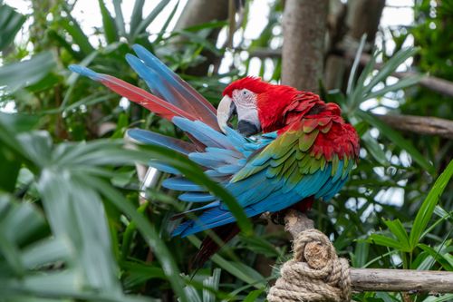 Free Colorful scarlet macaw preening feathers, surrounded by lush tropical greenery. Stock Photo