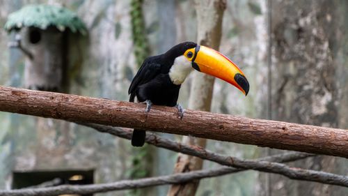 Free Vibrant toucan with large beak sitting outdoors on a tree branch. Stock Photo