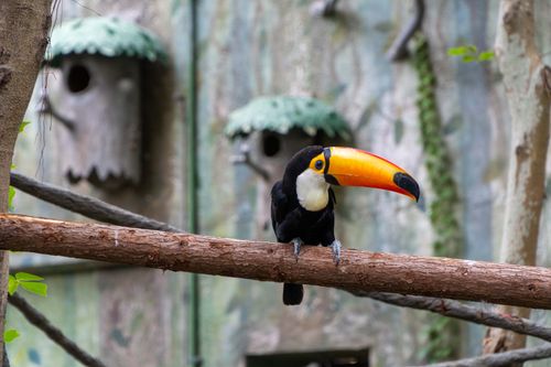 Free Colorful toucan perched on a branch in a lush, natural setting. Stock Photo