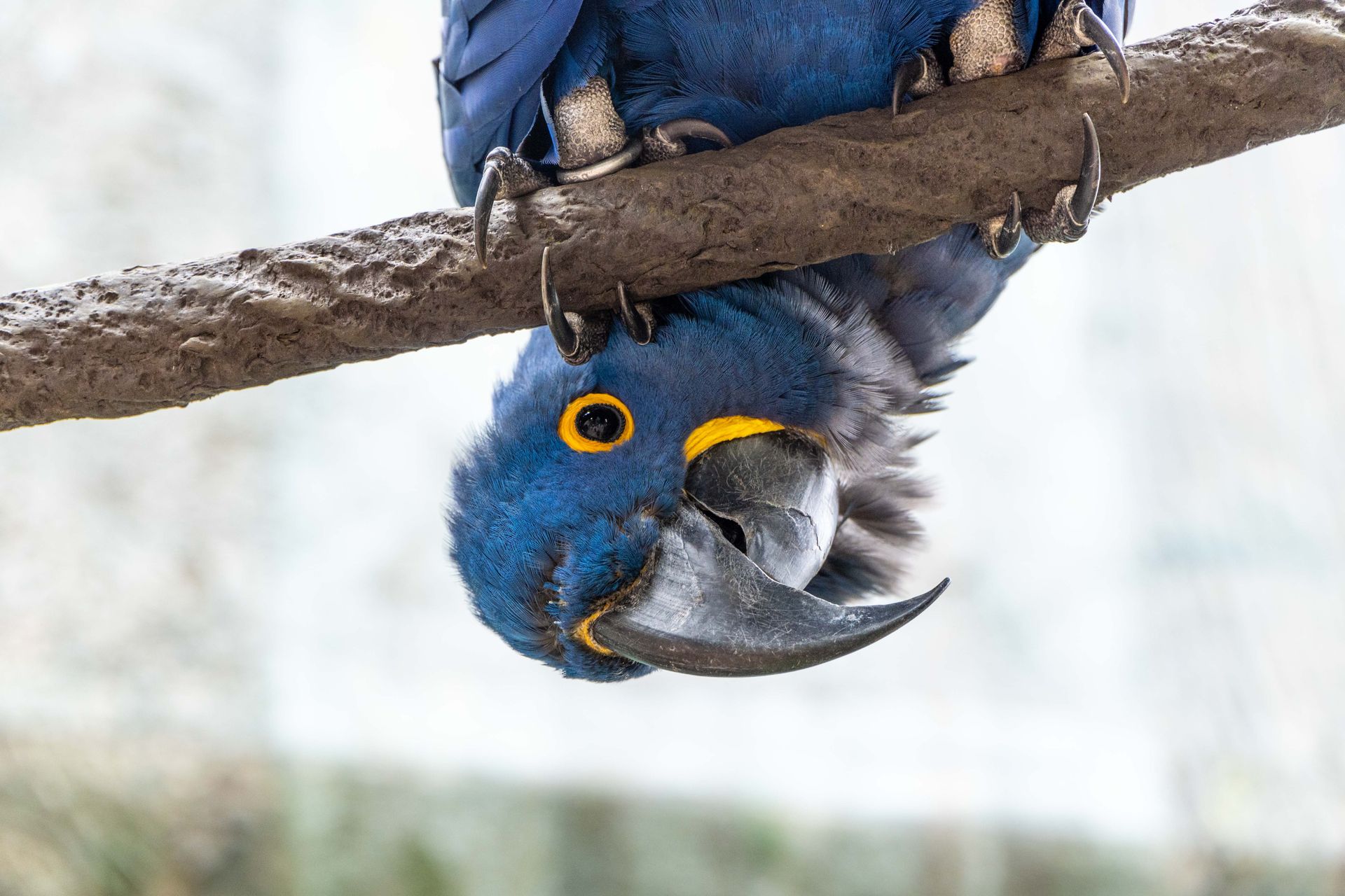A striking hyacinth macaw hangs upside down on a branch, showcasing its vibrant blue plumage.