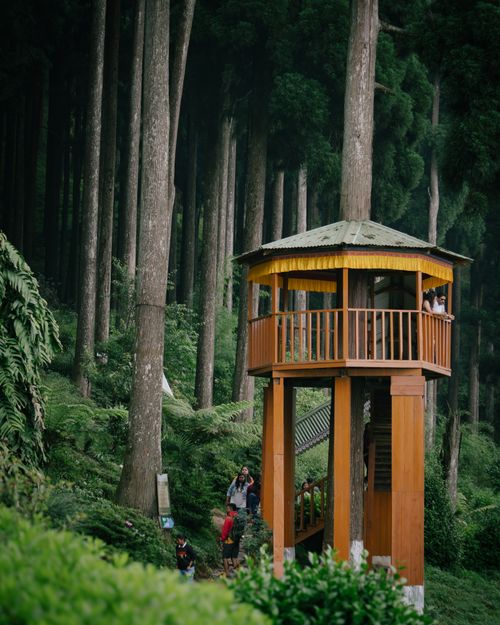 Free A wooden gazebo stands among tall trees, creating a serene forest environment. Stock Photo