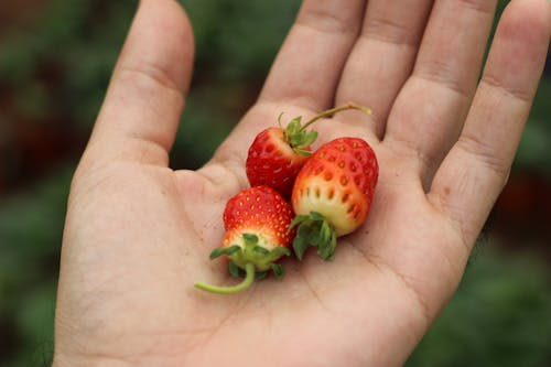 免費 草莓在人的手掌上的特寫照片 圖庫相片