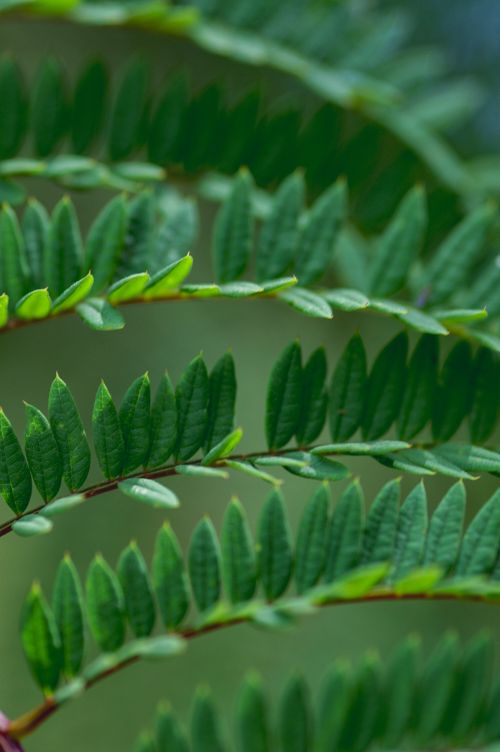 Free Detailed view of fresh green fern leaves in a natural setting, emphasizing tranquility. Stock Photo