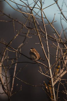 A sparrow sits peacefully on bare branches against a blurred nature background, captured in warm light.