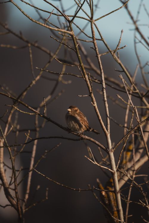 Free A sparrow sits peacefully on bare branches against a blurred nature background, captured in warm light. Stock Photo