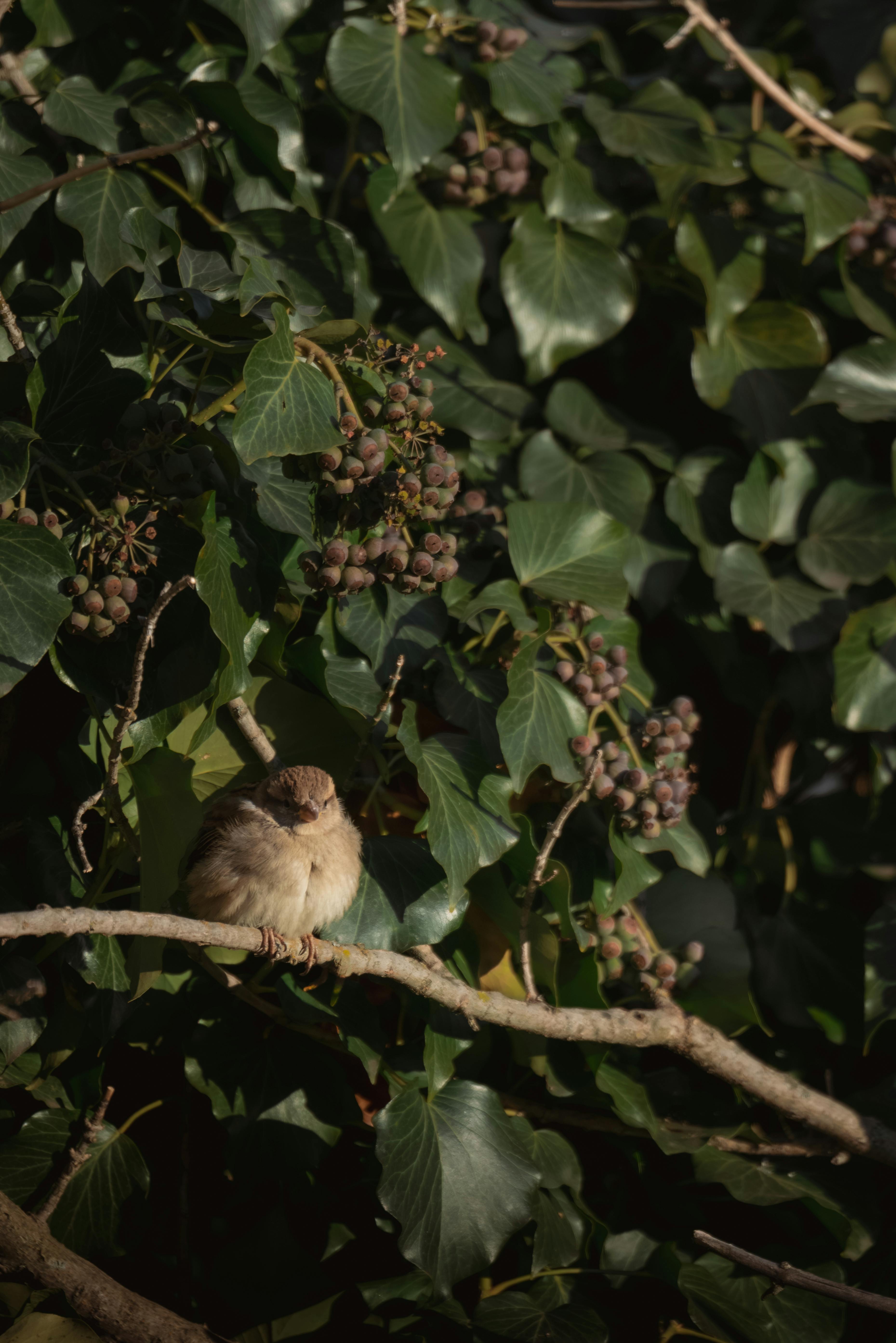 Pictures++Of+Owls Photos, Download The BEST Free Pictures++Of+Owls ...