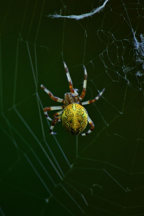 Free A colorful spider rests on its web in a nature setting, showcasing its vibrant patterns. Stock Photo