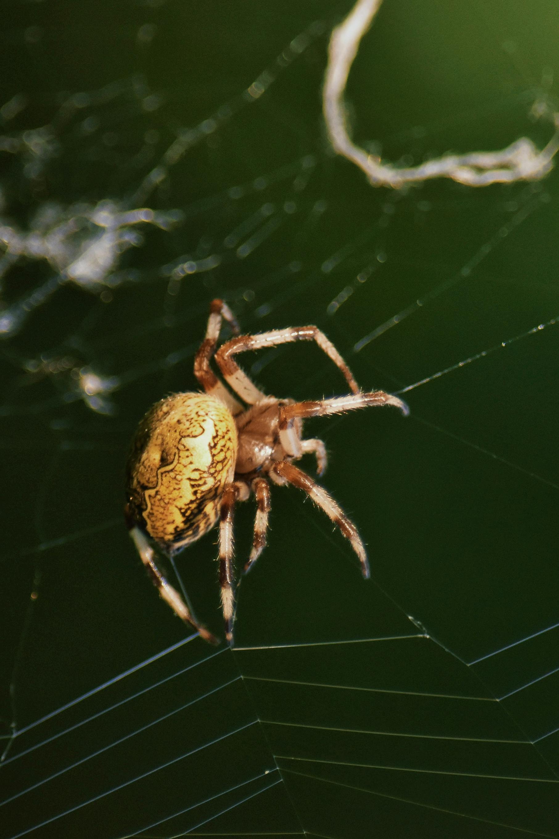 macro shot of colorful spider on web