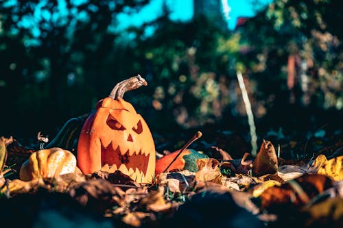 かぼちゃ, かぼちゃ, かぼちゃ, かぼちゃの無料の写真素材