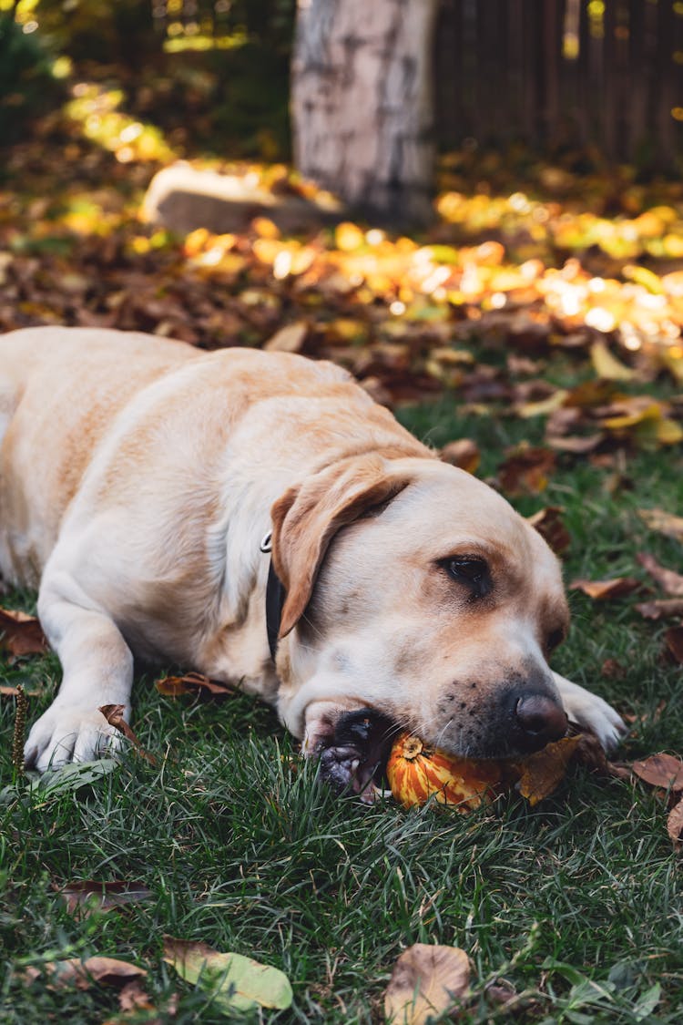 Photo Of Dog Lying Down On Grass