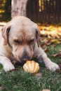 秋天，一只金色拉布拉多猎犬躺在草地上，好奇地嗅着一个小南瓜
