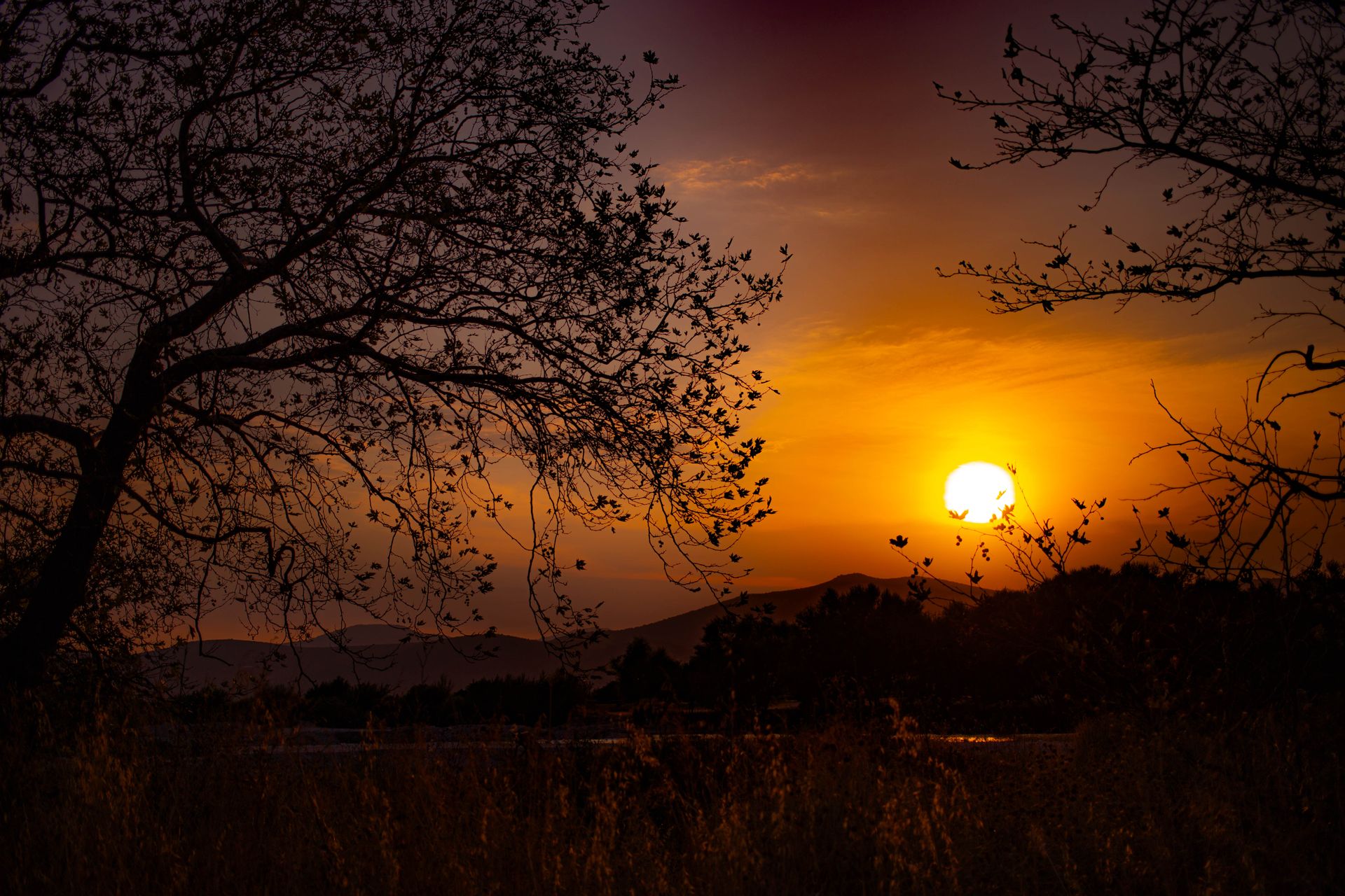 Free stock photo of afternoon sun, artificial tree, golden hour