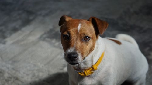 Free Charming close-up of a Jack Russell Terrier with a yellow collar indoors. Stock Photo
