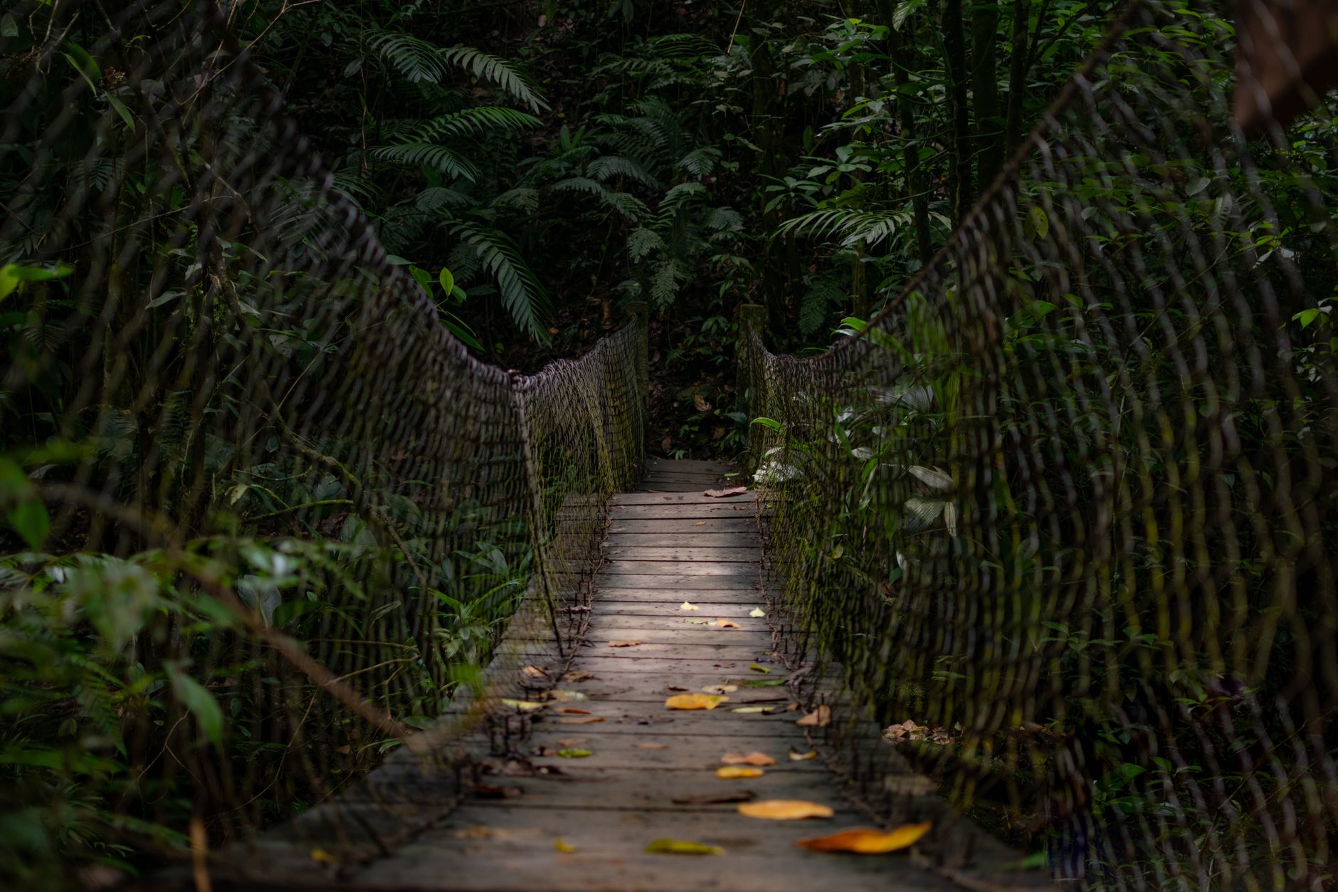 The Southern Ridges: 10 Kilometres of Forest, Sky Bridges, and Views That Don't Cost a Cent