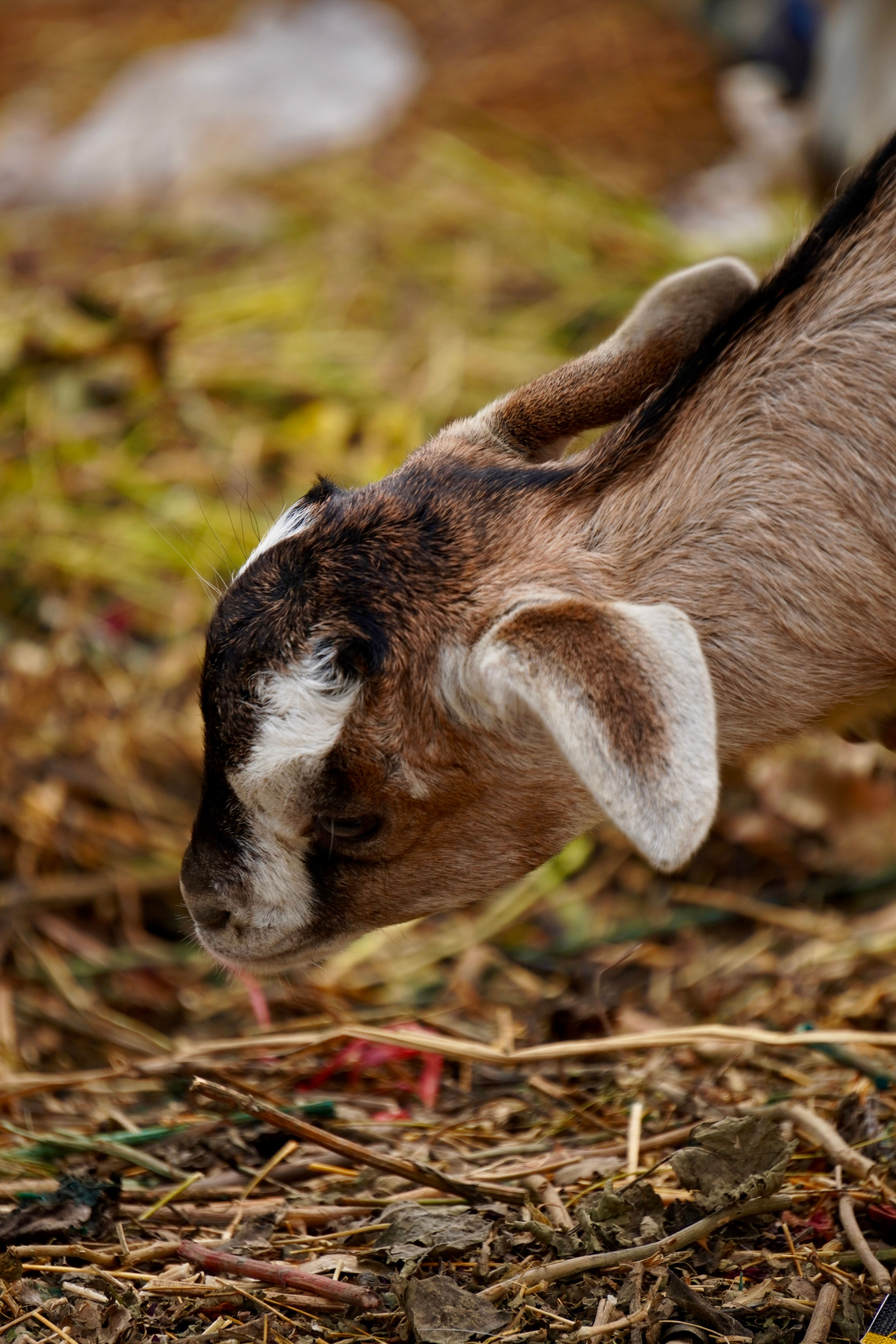 Adorable Young Goat Grazing on Straw Pile · Free Stock Photo