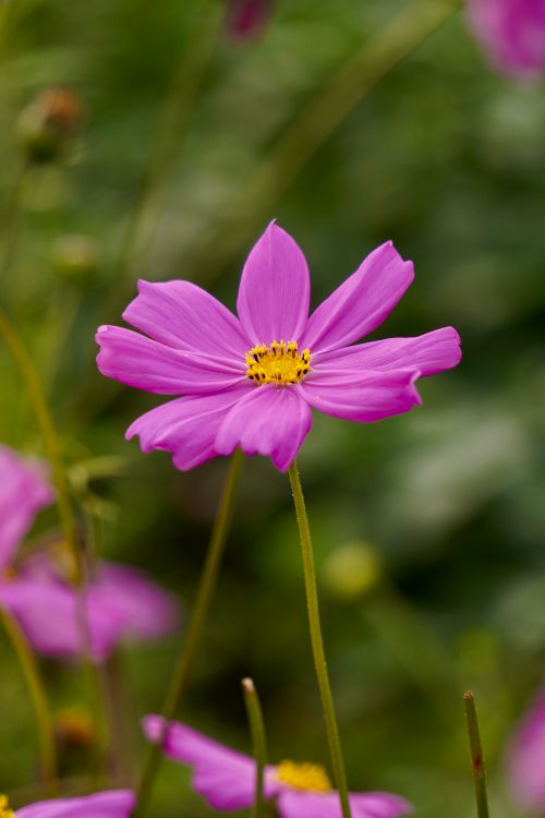Free Vibrant pink cosmos flower in full bloom with a green blurred background. Stock Photo