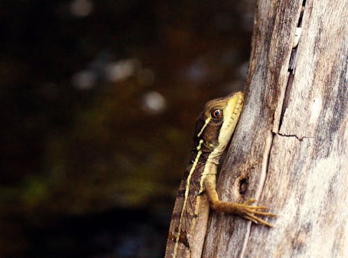 Free stock photo of jesus lizard, lizard, natural habitat