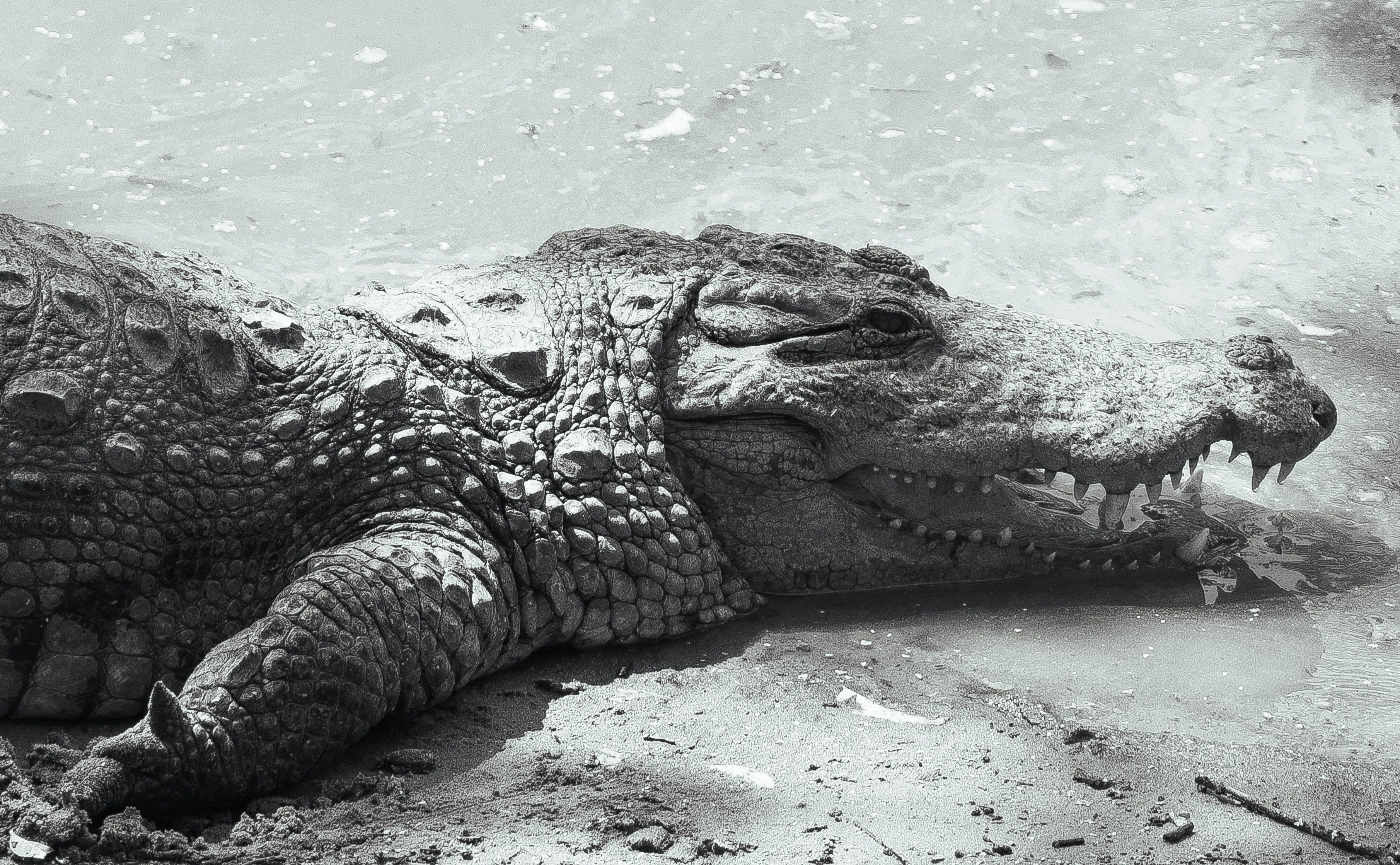 Detailed image of a crocodile basking at Mahabalipuram, displaying its textured skin and powerful jaw.