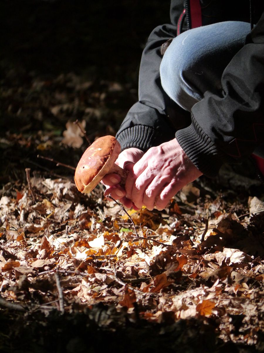 Foraging for mushrooms in an autumn forest