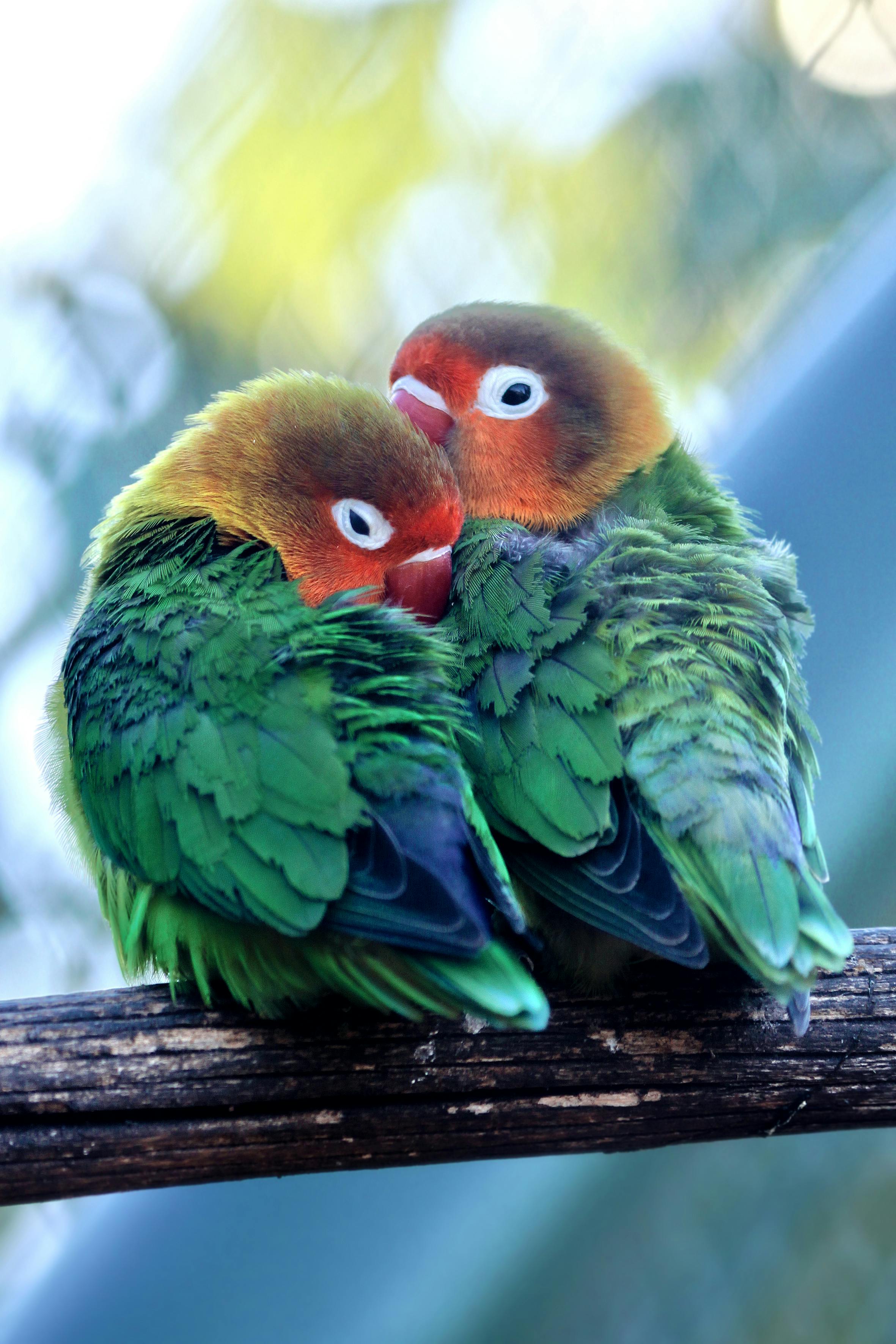 Two colorful lovebirds cuddling together on a wooden branch.