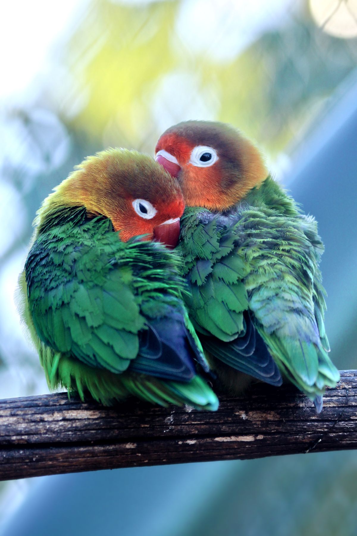 Two colorful lovebirds cuddling together on a wooden branch