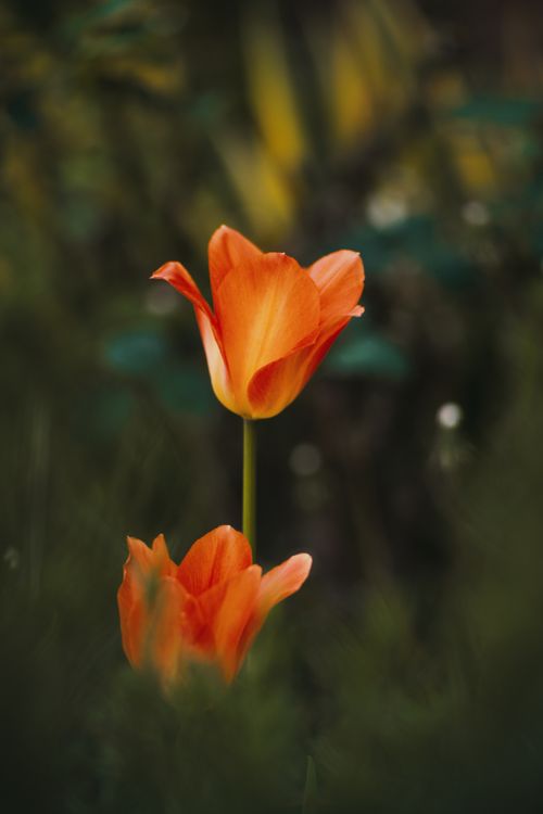 Free Close-up of vibrant orange tulips in a lush garden setting with soft focus green background. Stock Photo