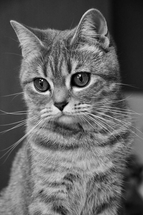 Free stock photo of adorablepets, cat, catlife Stock Photo