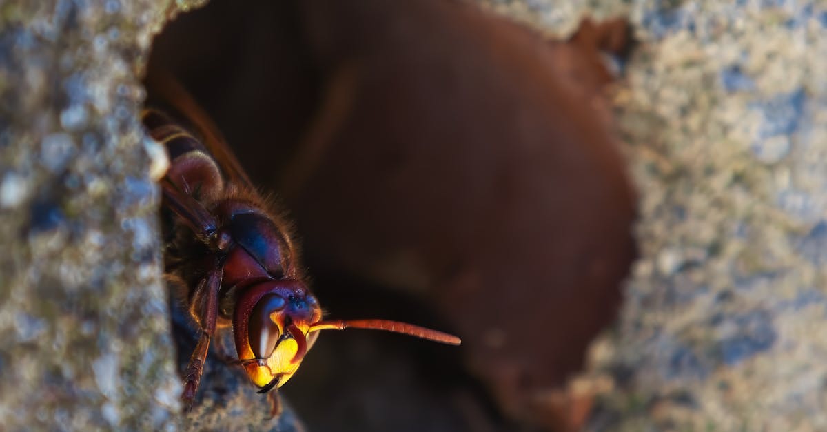 男獨居山洞逾20年 拒絕現代生活無電無網靠2招生存畫面曝光