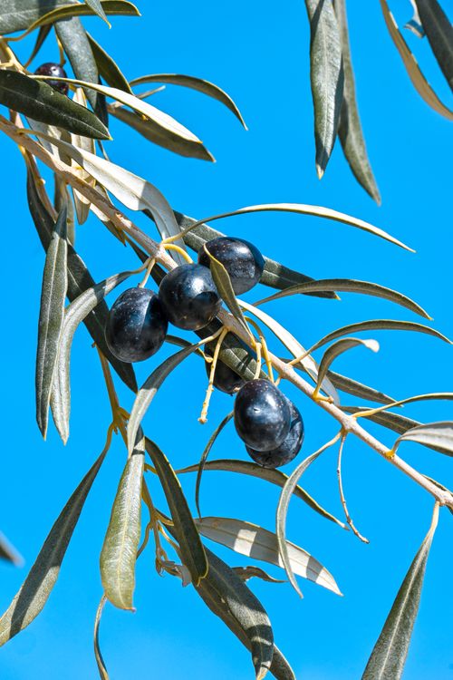 Free Detailed shot of black olives hanging on a tree against a clear blue sky. Stock Photo