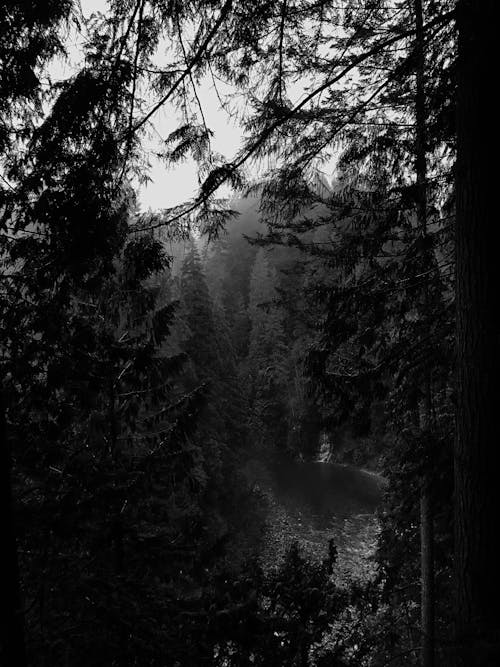 Monochrome Photo of Forest