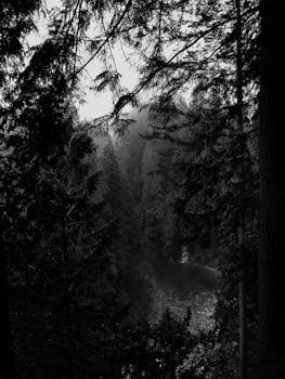 黑白景观中针叶林与河流的神秘交织