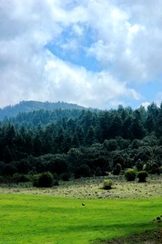 Beautiful green landscape with dense trees in Ifrane, Morocco under a vibrant cloud-filled sky.